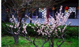 武汉梅园最新爆料,探寻古韵新颜的园林魅力