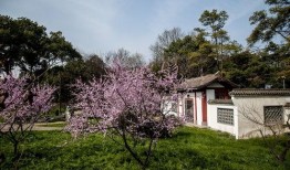 武汉梅园最新爆料,探寻古韵新颜的园林魅力